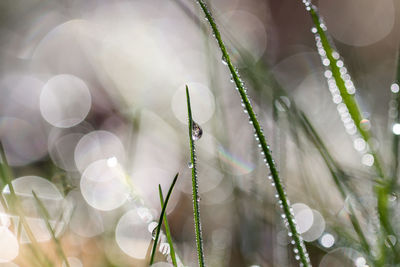 Close-up of white flowering plant