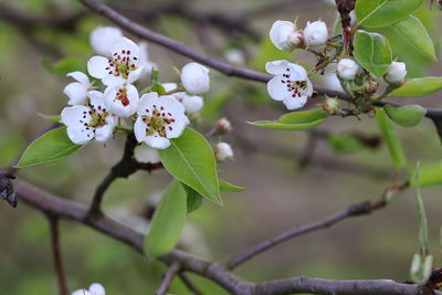 Close-up of cherry blossoms on tree