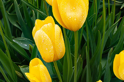 Close-up of orange water drops on plant