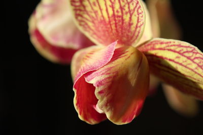 Close-up of flower over black background