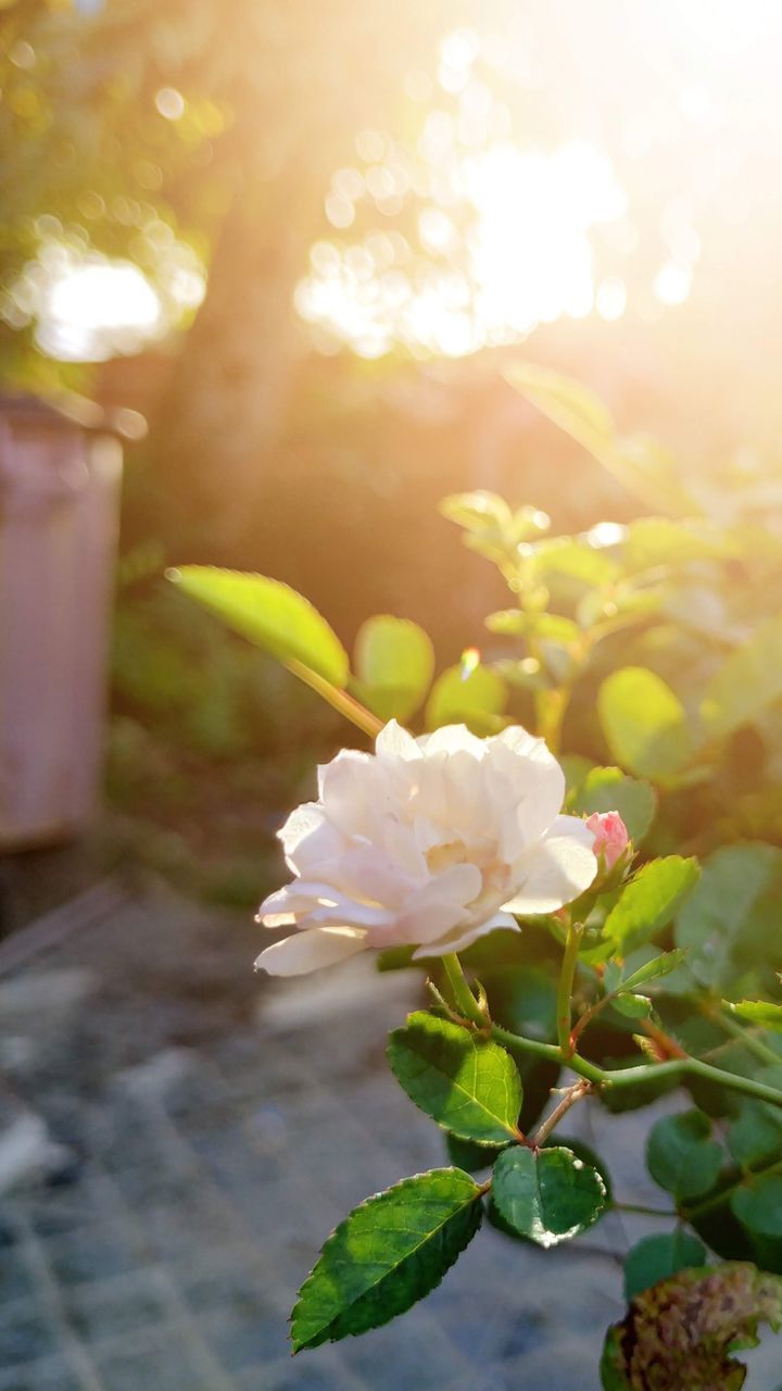 plant, flowering plant, flower, beauty in nature, freshness, nature, petal, close-up, vulnerability, growth, fragility, leaf, plant part, day, inflorescence, no people, flower head, selective focus, outdoors, sunlight