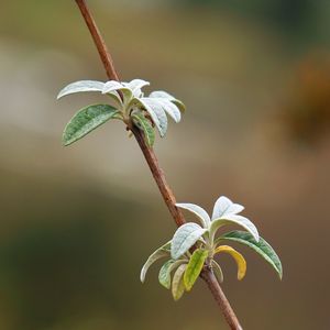 Close-up of leaves on twig