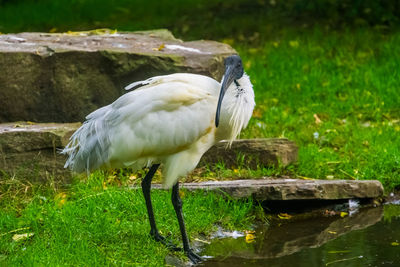 White duck in a lake