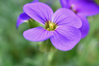 Close-up of purple flowers blooming