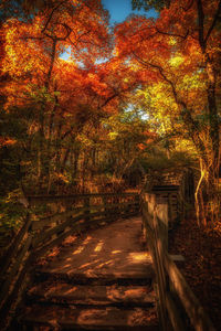 Trees in park against orange sky