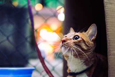 Close-up of a cat looking away
