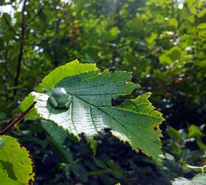 Close-up of insect on leaf