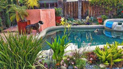 Close-up of a dog in backyard