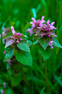Close-up of purple flowering plant
