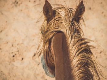 Close-up of horse