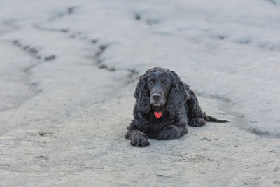 Portrait of a dog