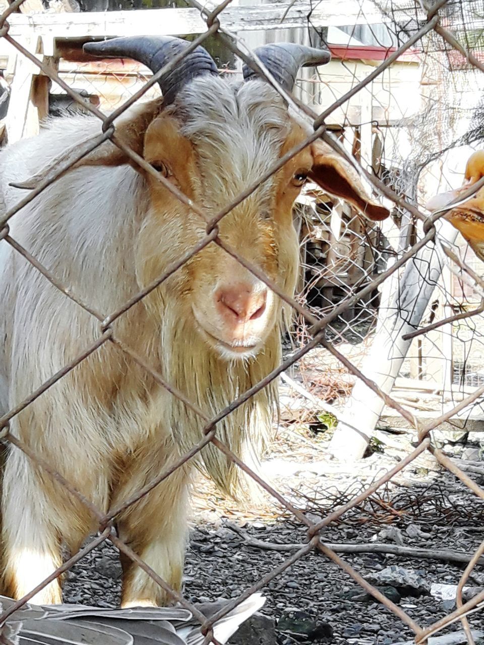 HORSE IN PEN