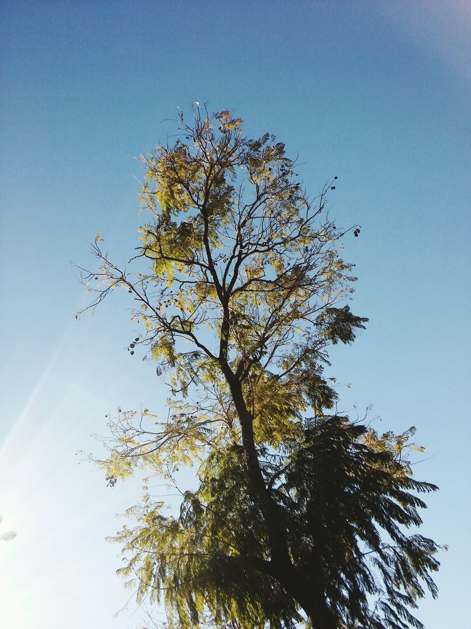 tree, low angle view, clear sky, blue, growth, tranquility, branch, beauty in nature, scenics, nature, tree trunk, tranquil scene, tall - high, day, outdoors, sky, green, tall, treetop, non-urban scene, woodland, high section, no people, green color