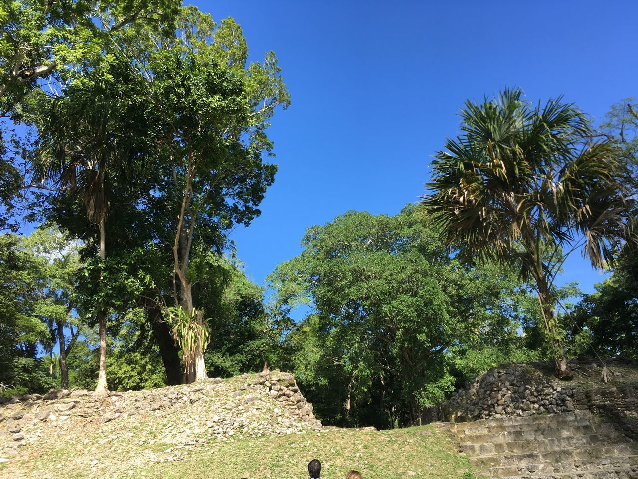 TREES IN FOREST AGAINST CLEAR SKY