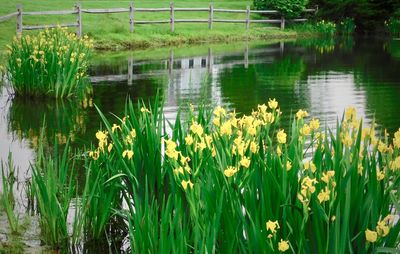 Scenic view of lake