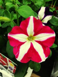 Close-up of fresh pink flower blooming outdoors