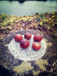 High angle view of strawberries on field