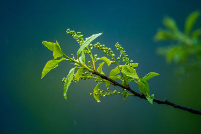 Beautiful, fresh leaves of the bird cherry tree in the spring. 