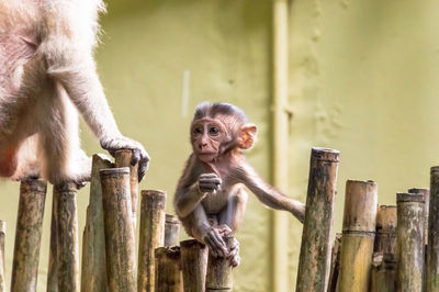 Baboon with infant sitting on bamboos against wall