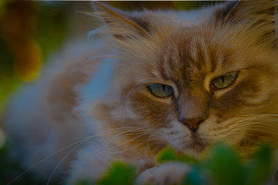 Close-up portrait of a cat