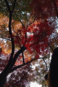 Low angle view of trees against sky