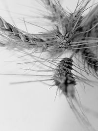 Macro shot of dandelion flower