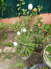 High angle view of potted plants in yard