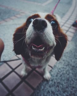 High angle view of dog on footpath