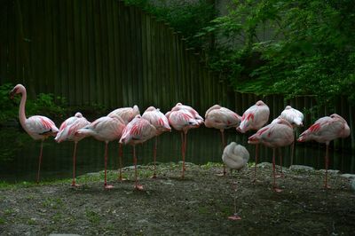 Birds on grass