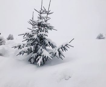 Pine tree on snow covered field against sky