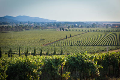 Scenic view of vineyard against sky