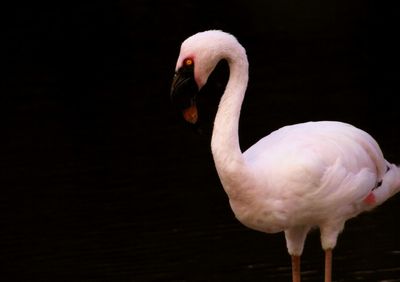 Bird on white background