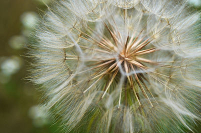 Close-up of dandelion flower