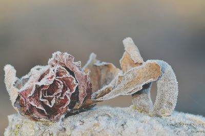 Close-up of snow on leaf