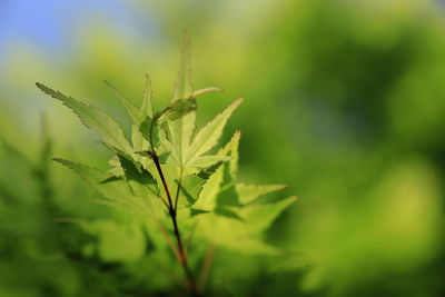 Close-up of fresh green leaves