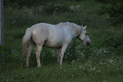 Side view of a horse on grassy field