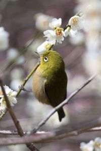 Close-up of japanese white eye warbler bird perching on plum blossom branch