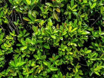 Full frame shot of fresh green plants