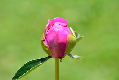 Close-up of pink rose bud
