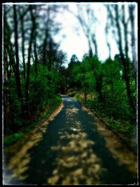 Road amidst trees in forest