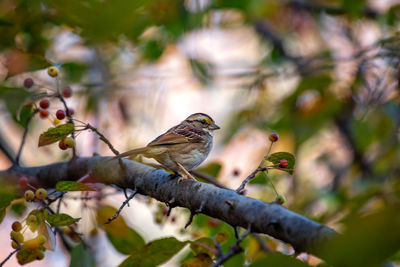 Close-up of bird perching on tree