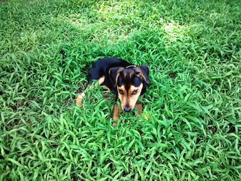 Dog standing on grassy field