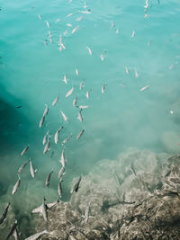 Flock of birds in sea