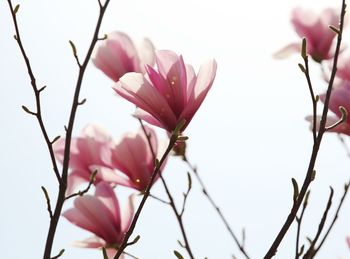 Close-up of pink flowers