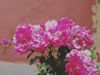 Close-up of pink flowering plants