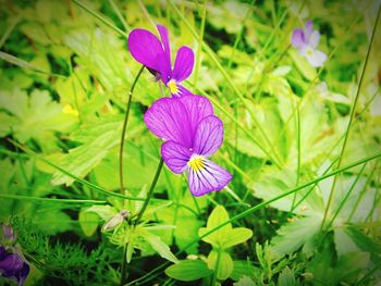 Close-up of purple flowers blooming outdoors