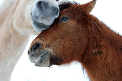 Close-up of a horse