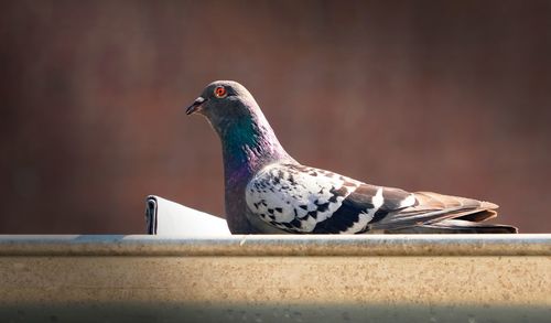 Close-up of bird perching on a wall