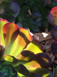 Close-up of prickly pear cactus