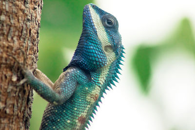 Close-up of lizard on tree